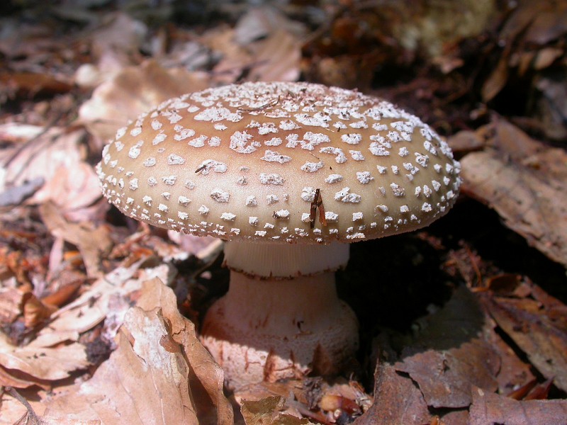 Wild Fungi 3.JPG